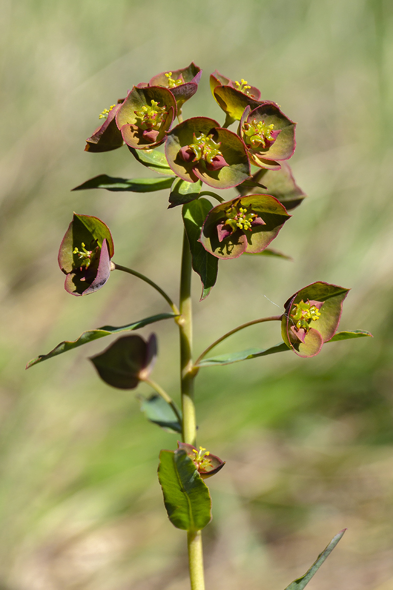 Image of genus Euphorbia specimen.