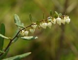 Chamaedaphne calyculata. Соцветие. Московская обл., Сергиево-Посадский р-н, ур. Попово болото, верховое болото. 16.05.2021.