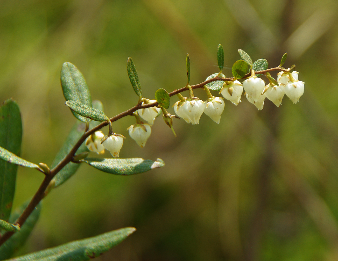 Изображение особи Chamaedaphne calyculata.