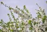 Cerasus avium. Верхушка ветви с соцветиями. Калмыкия, Лаганский р-н, г. Лагань, в культуре. 22.04.2021.