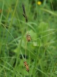 Carex melanostachya