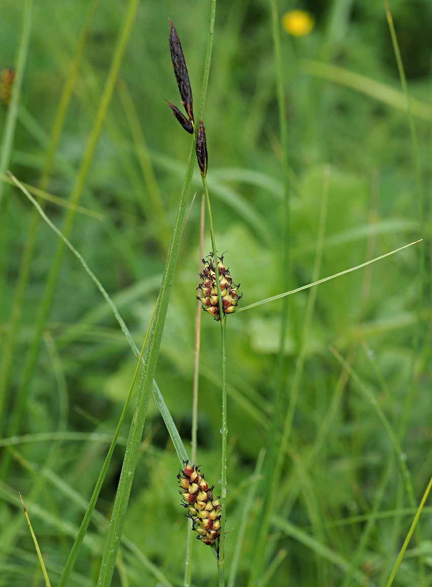 Image of Carex melanostachya specimen.