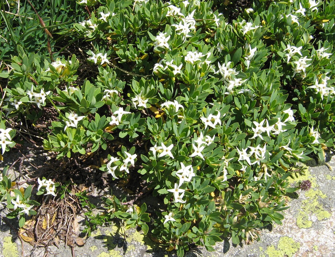 Image of Daphne oleoides specimen.