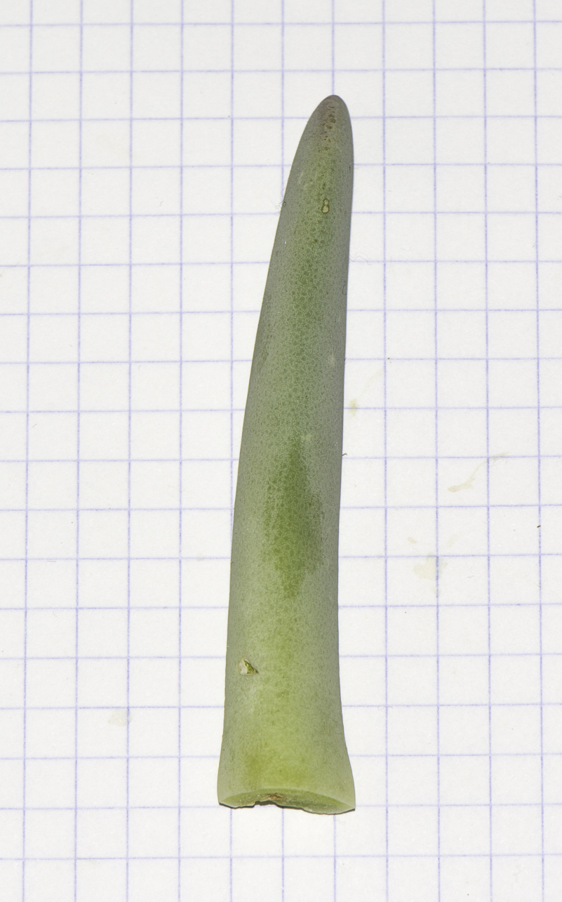 Image of Carpobrotus modestus specimen.