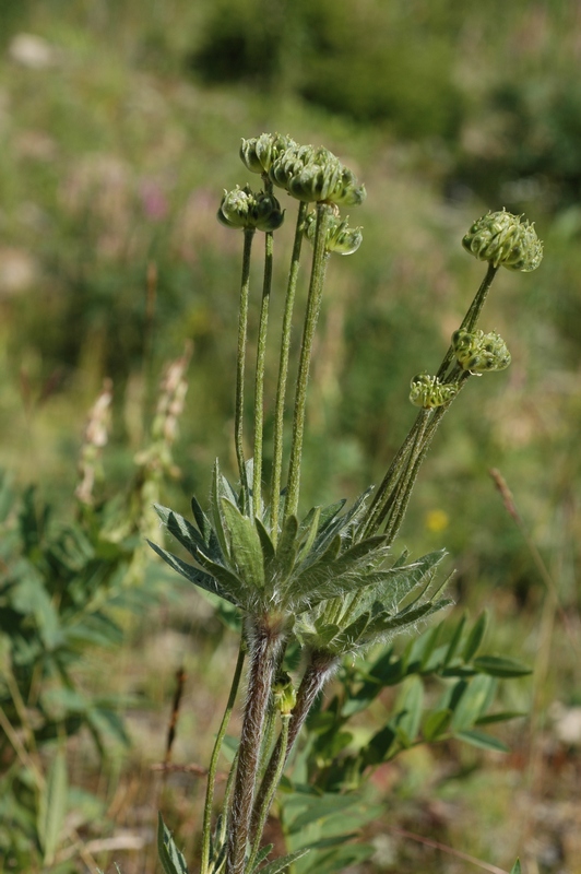 Image of Anemonastrum crinitum specimen.