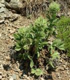 Potentilla callieri