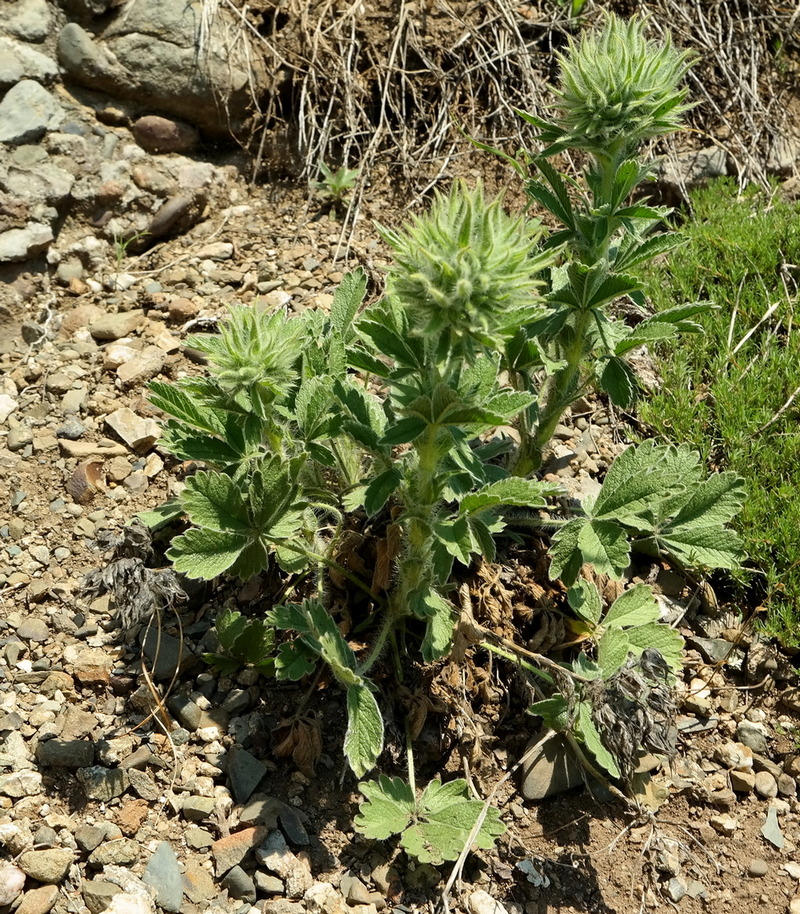 Image of Potentilla callieri specimen.