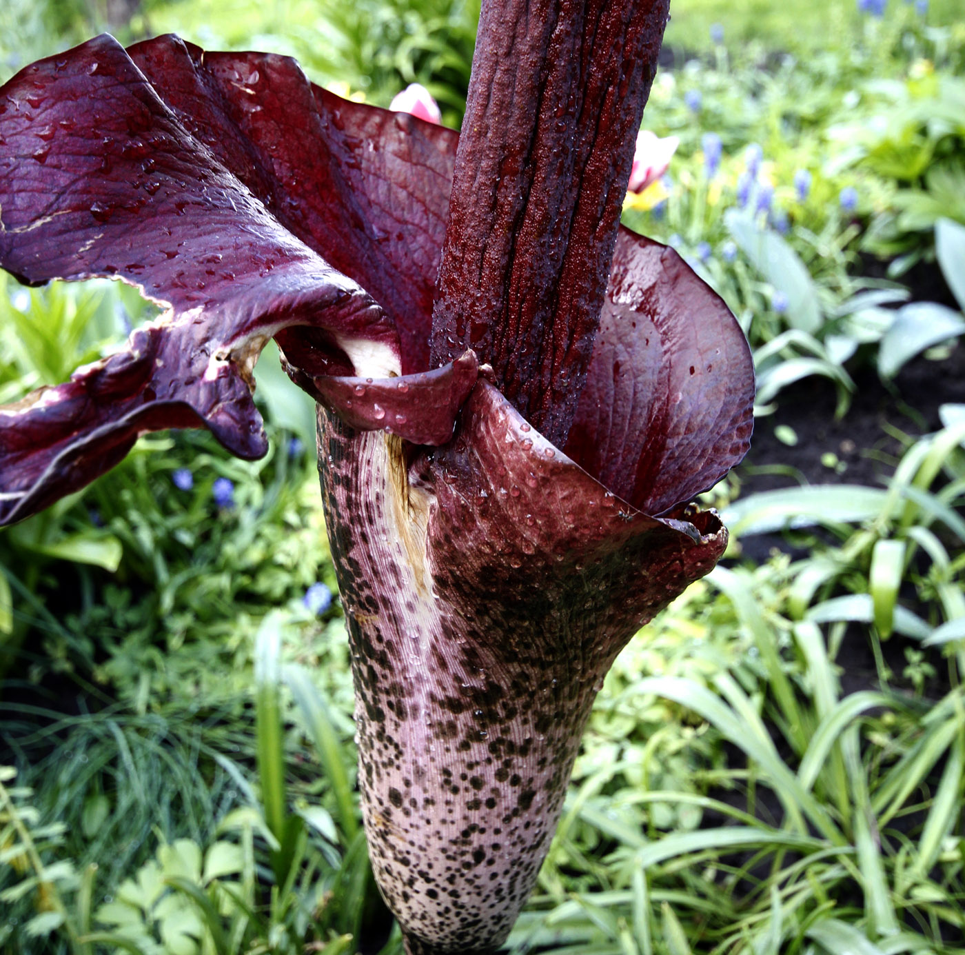 Изображение особи Amorphophallus konjac.