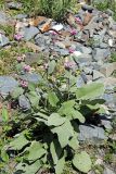 Phlomoides canescens