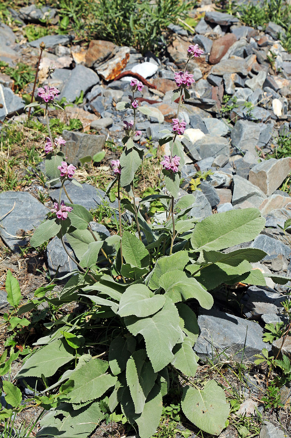 Image of Phlomoides canescens specimen.