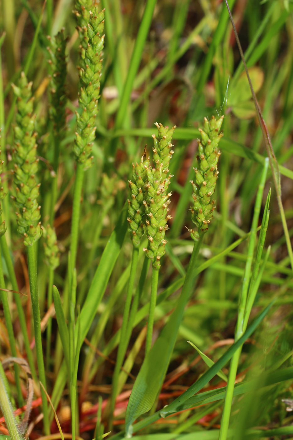 Image of Plantago tenuiflora specimen.