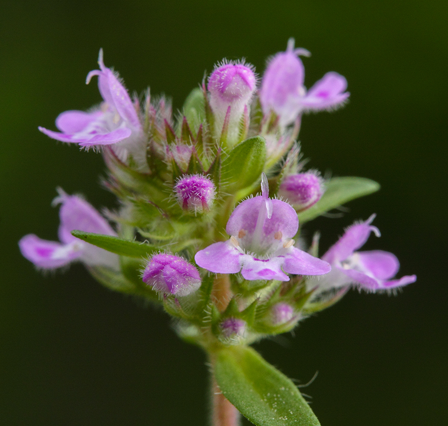 Изображение особи род Thymus.