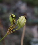 Belamcanda chinensis