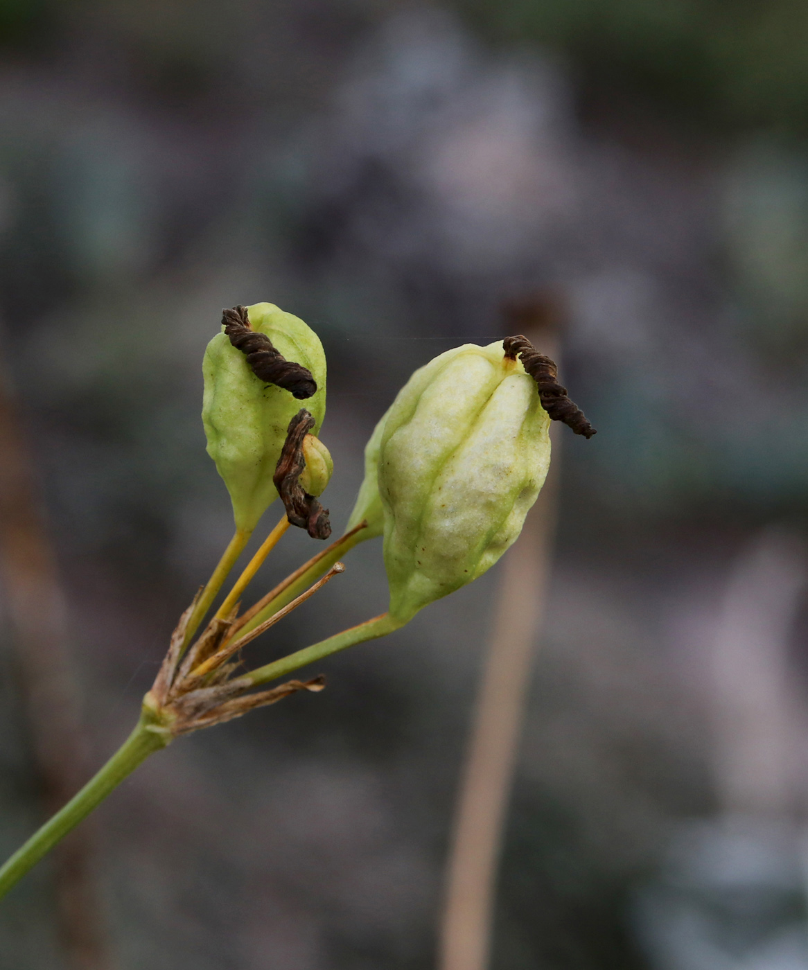 Изображение особи Belamcanda chinensis.