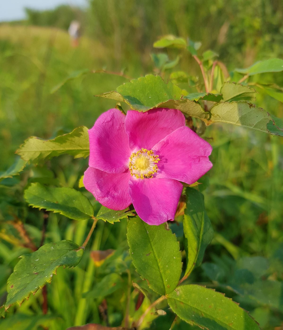 Image of Rosa acicularis specimen.