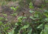 Aristolochia pistolochia. Верхушки побегов с цветками. Испания, автономное сообщество Каталония, провинция Жирона, комарка Баш Эмпорда, муниципалитет Тороэлья-де-Монгри, долина Санта-Катерина, опушка соснового леса. 23.05.2021.