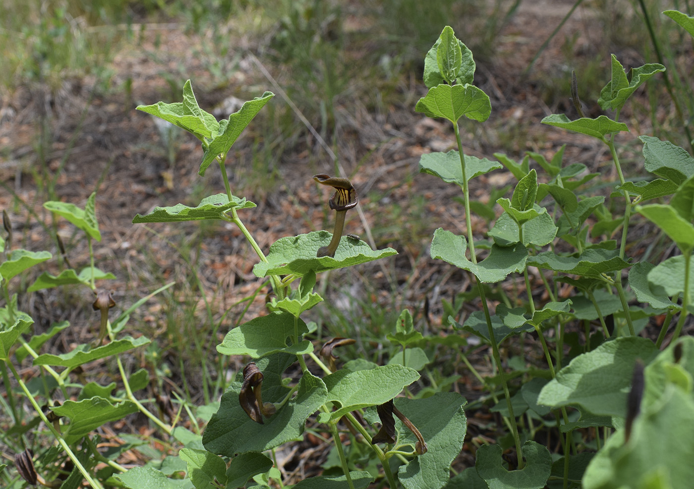 Изображение особи Aristolochia pistolochia.