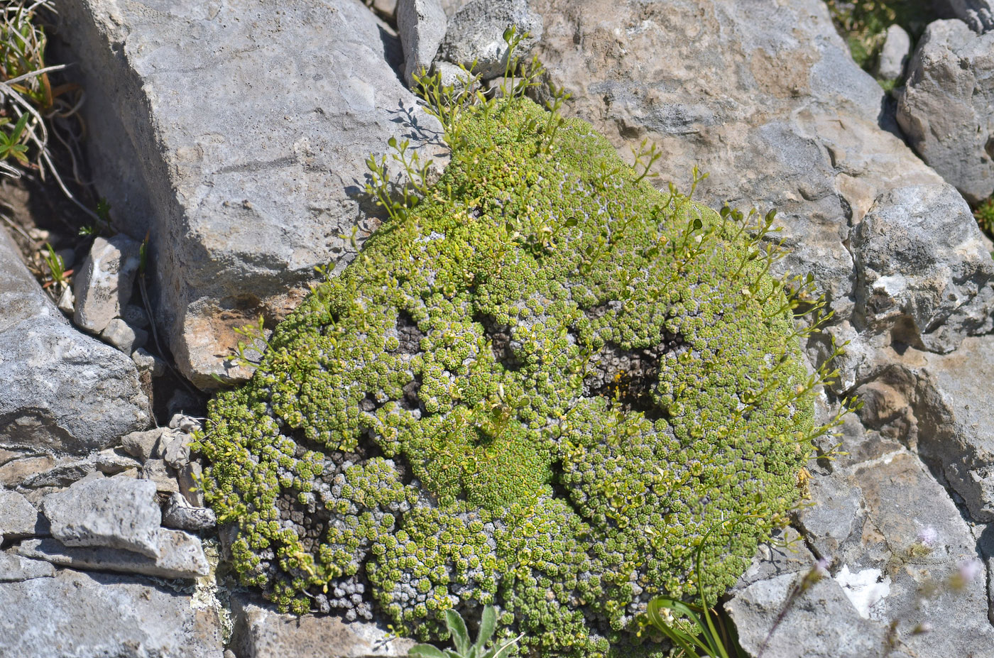 Image of Draba bryoides specimen.