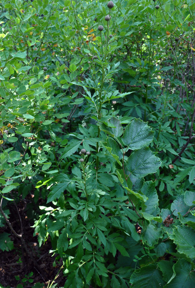 Image of Serratula manshurica specimen.