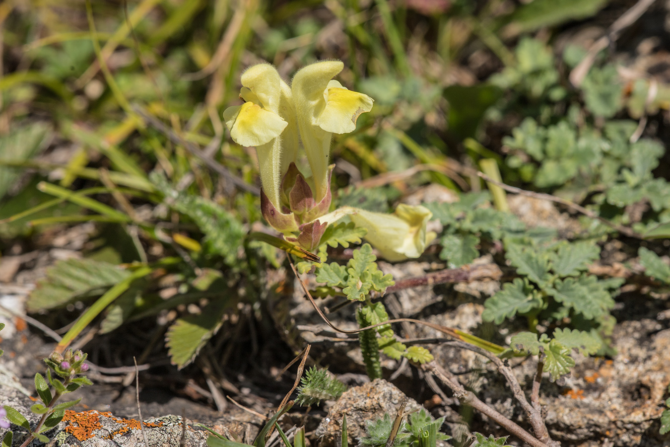 Image of Scutellaria orientalis specimen.