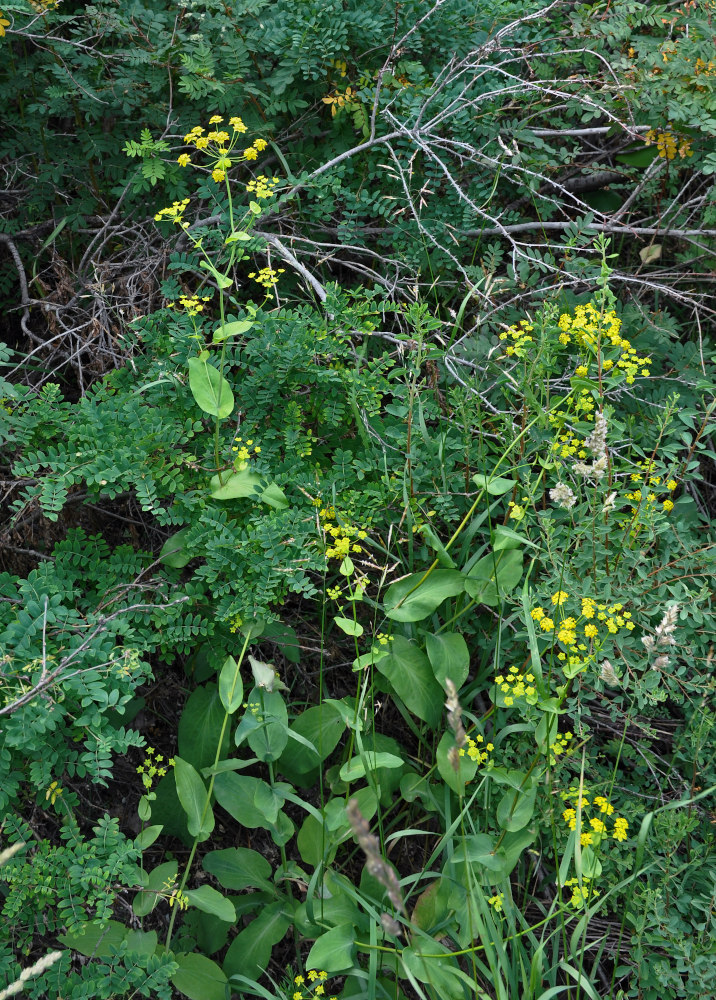 Image of Bupleurum longifolium ssp. aureum specimen.