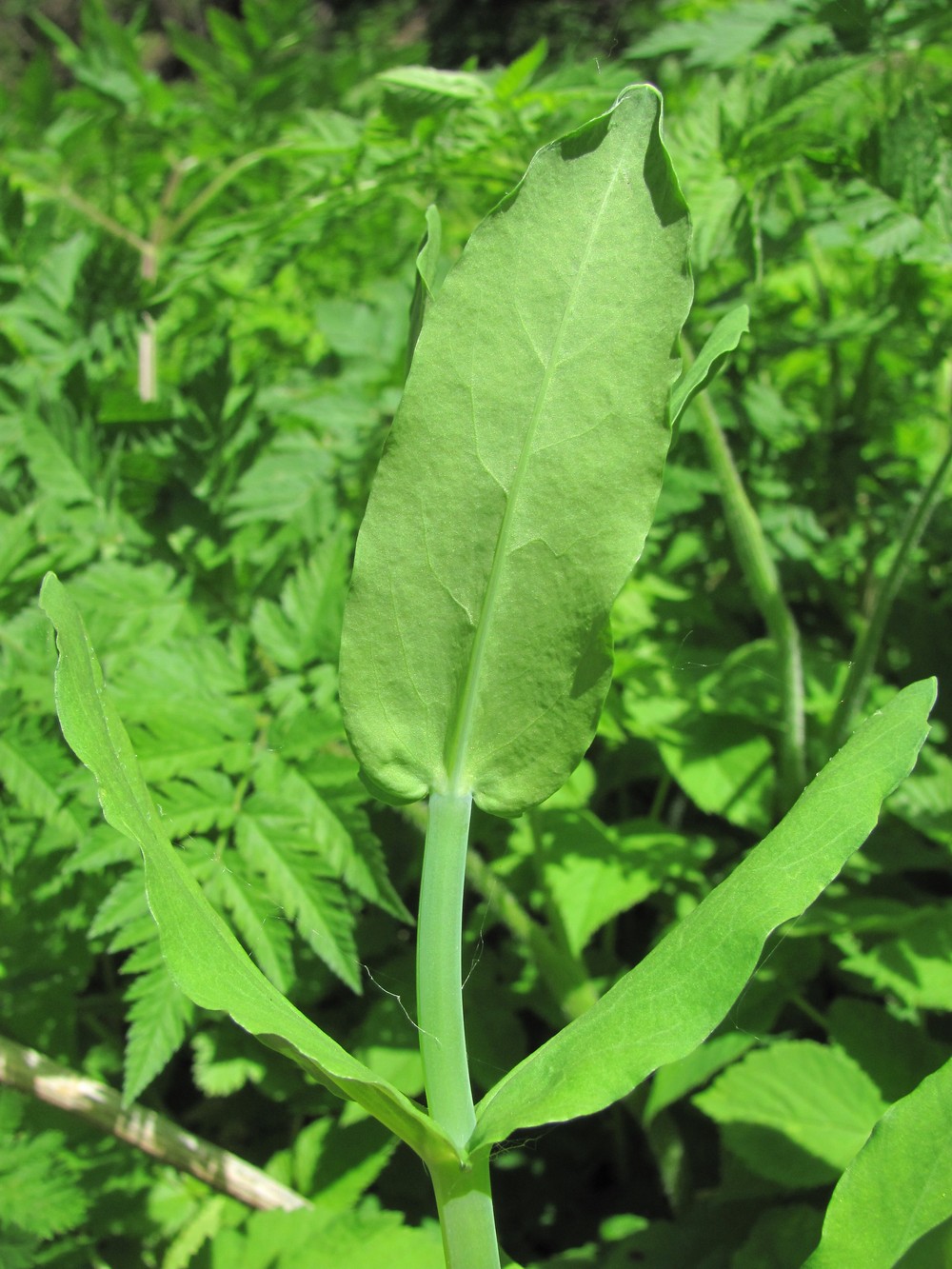 Image of Cerastium davuricum specimen.