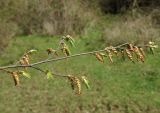 Carpinus betulus. Ветвь цветущего дерева. Азербайджан, Гёйгёльский р-н, с. Зурнабад. 16.04.2010.