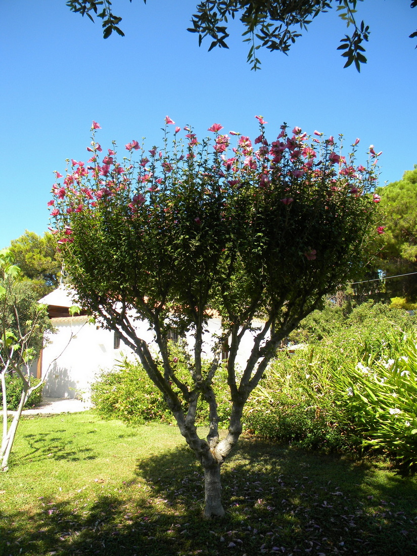 Image of Hibiscus syriacus specimen.