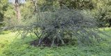 genus Cotoneaster