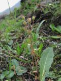Saxifraga tridactylites