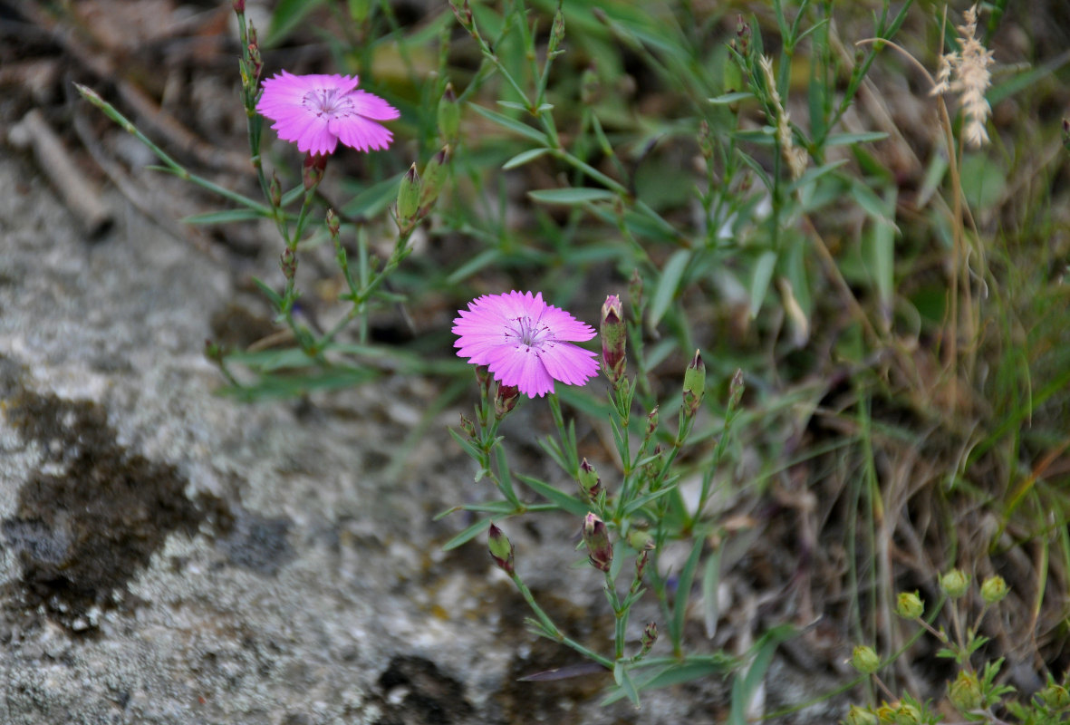 Изображение особи Dianthus versicolor.