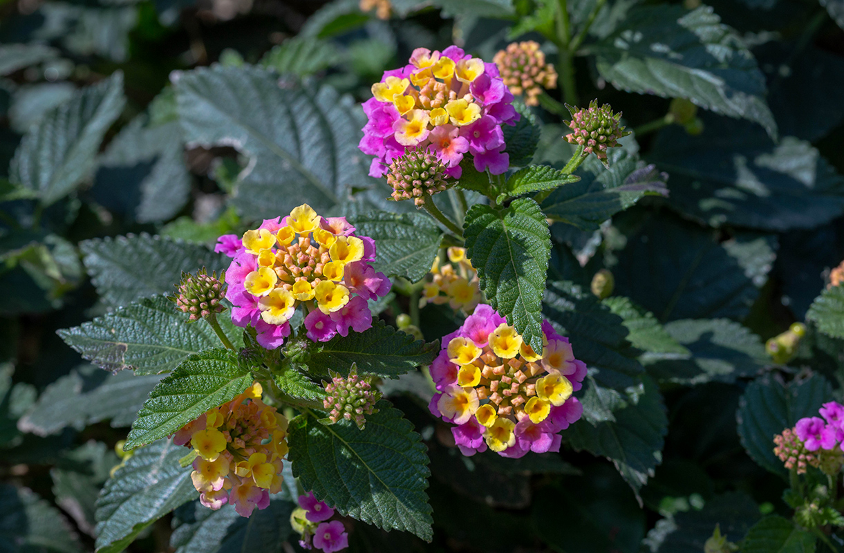 Image of Lantana camara specimen.