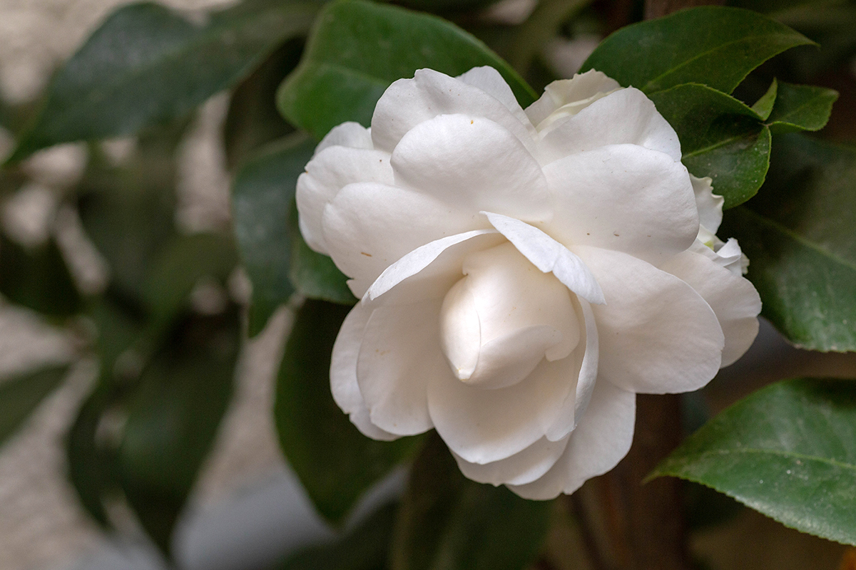 Image of Camellia japonica specimen.