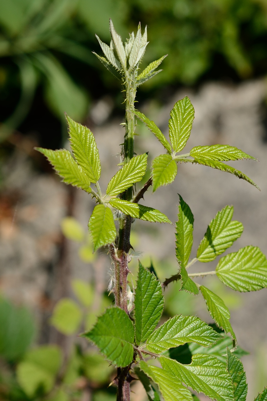 Изображение особи Rubus sanctus.