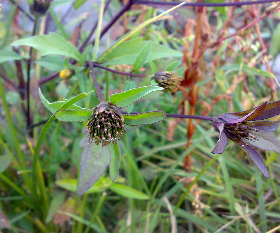 Image of genus Bidens specimen.