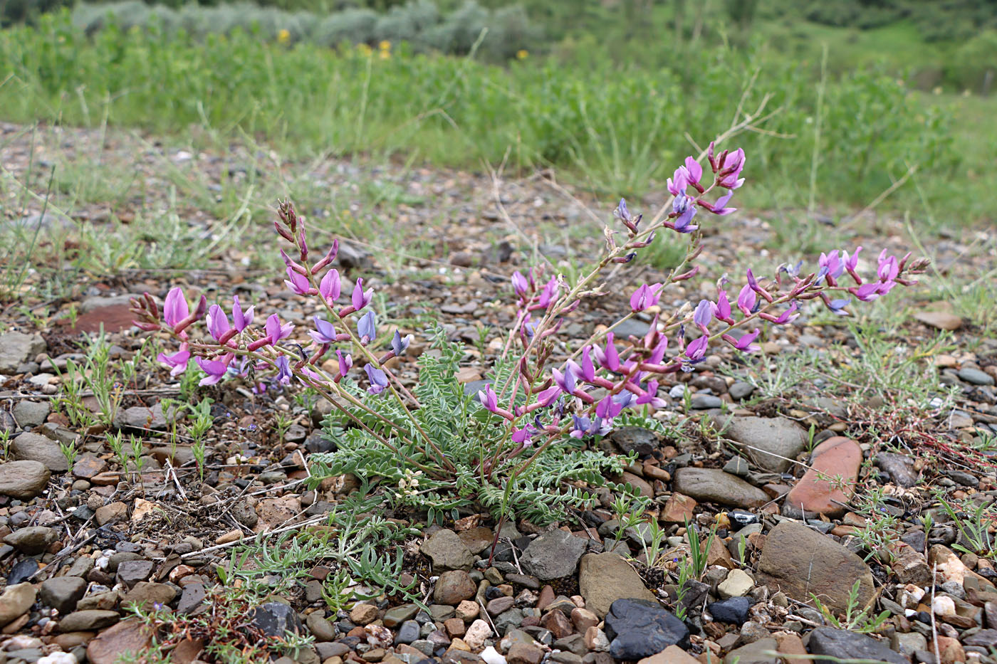 Изображение особи Oxytropis capusii.