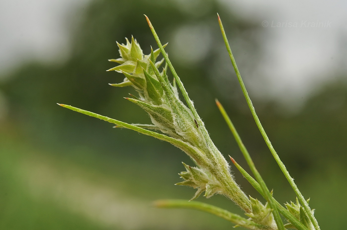 Image of Corispermum stauntonii specimen.