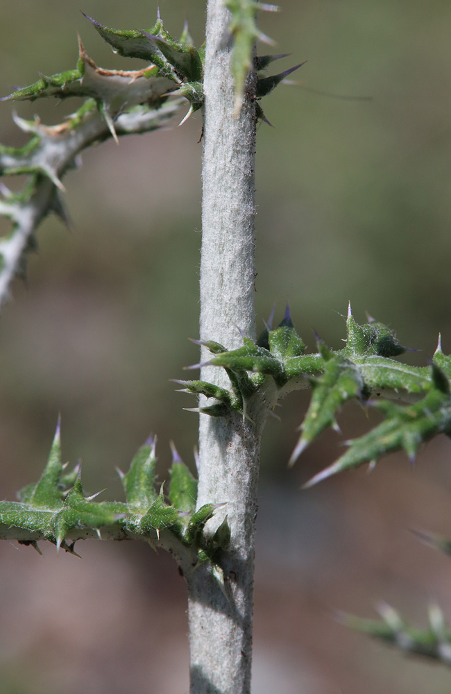 Image of Echinops sibiricus specimen.