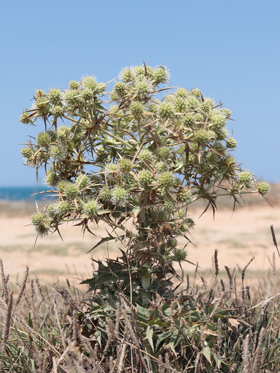 Изображение особи Eryngium campestre.