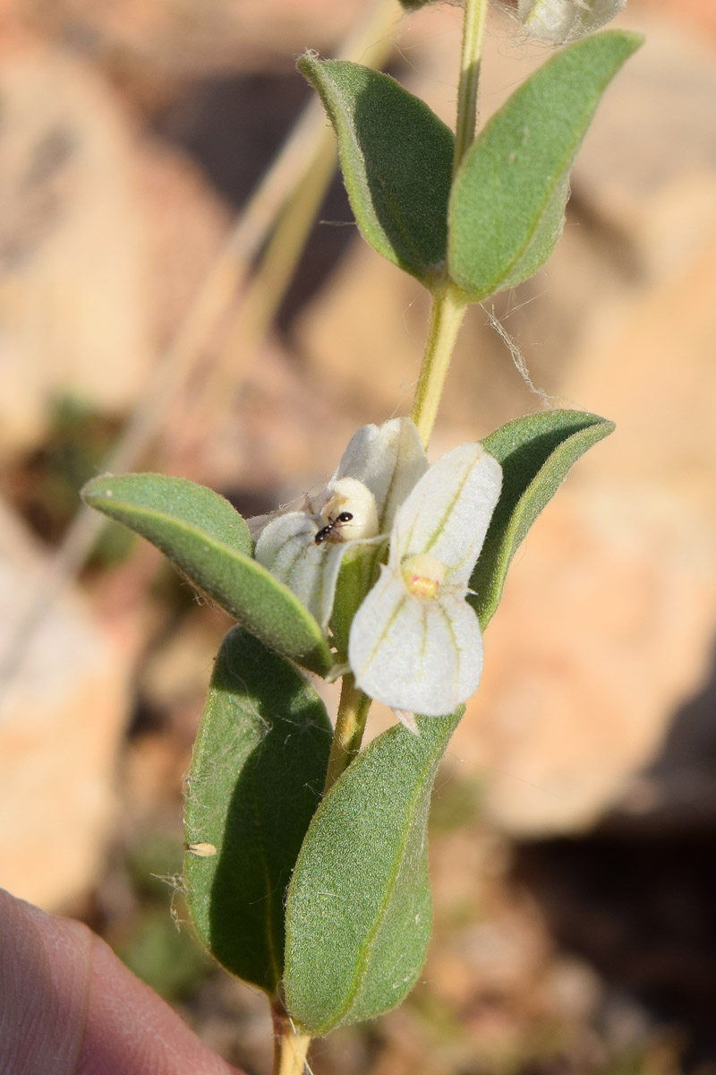 Image of Otostegia olgae specimen.