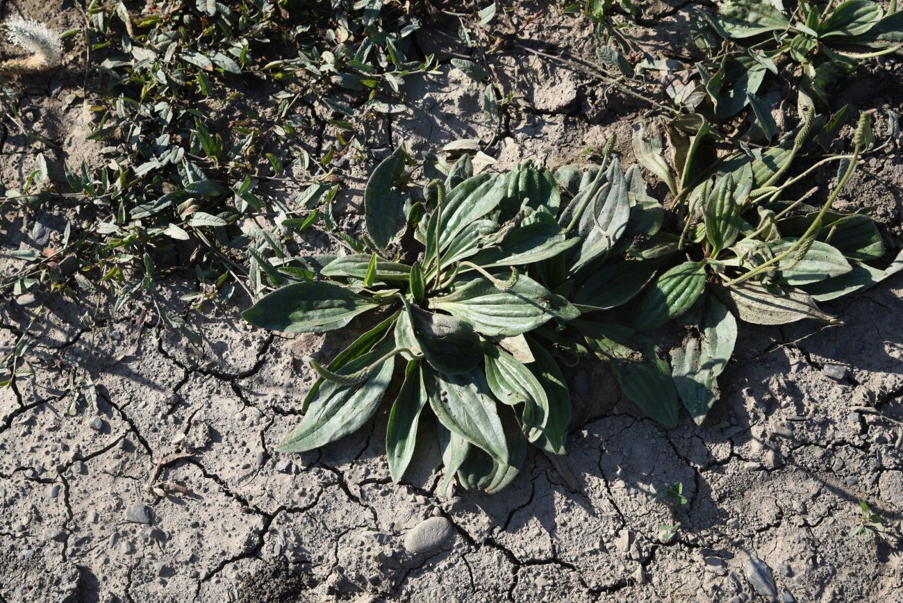 Image of Plantago media specimen.