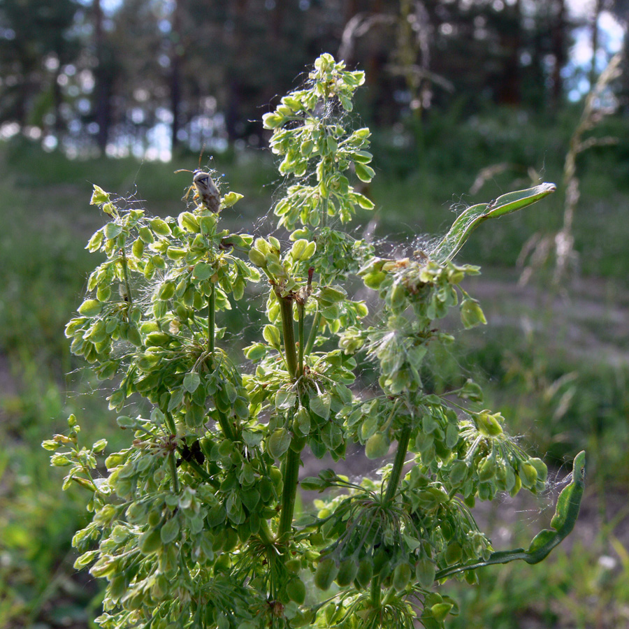Image of Rumex crispus specimen.