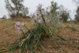 Iris songarica. Цветущее растение. Узбекистан, Бухарская обл., экоцентр \"Джейран\", закреплённые пески. 3 мая 2022 г.