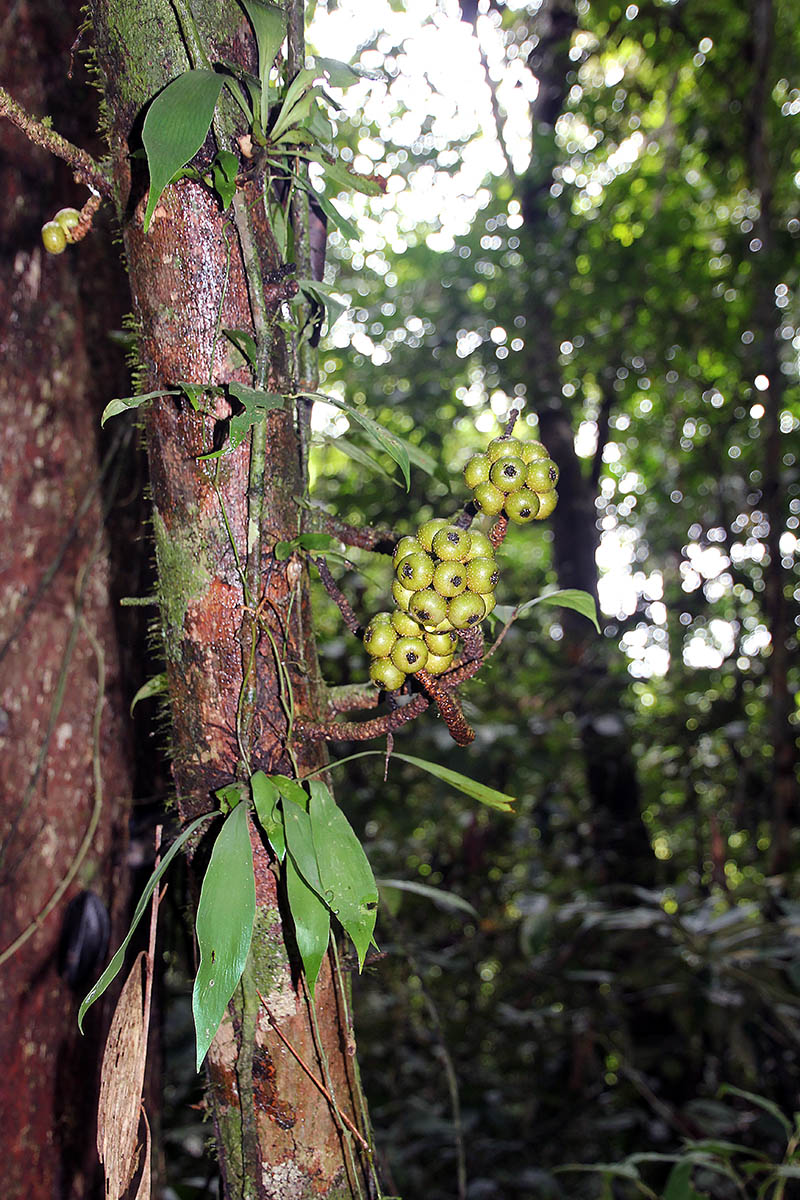 Image of genus Smilax specimen.