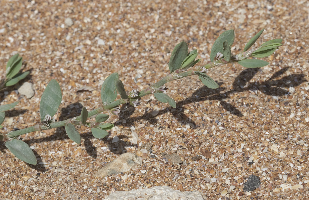 Изображение особи Polygonum maritimum.