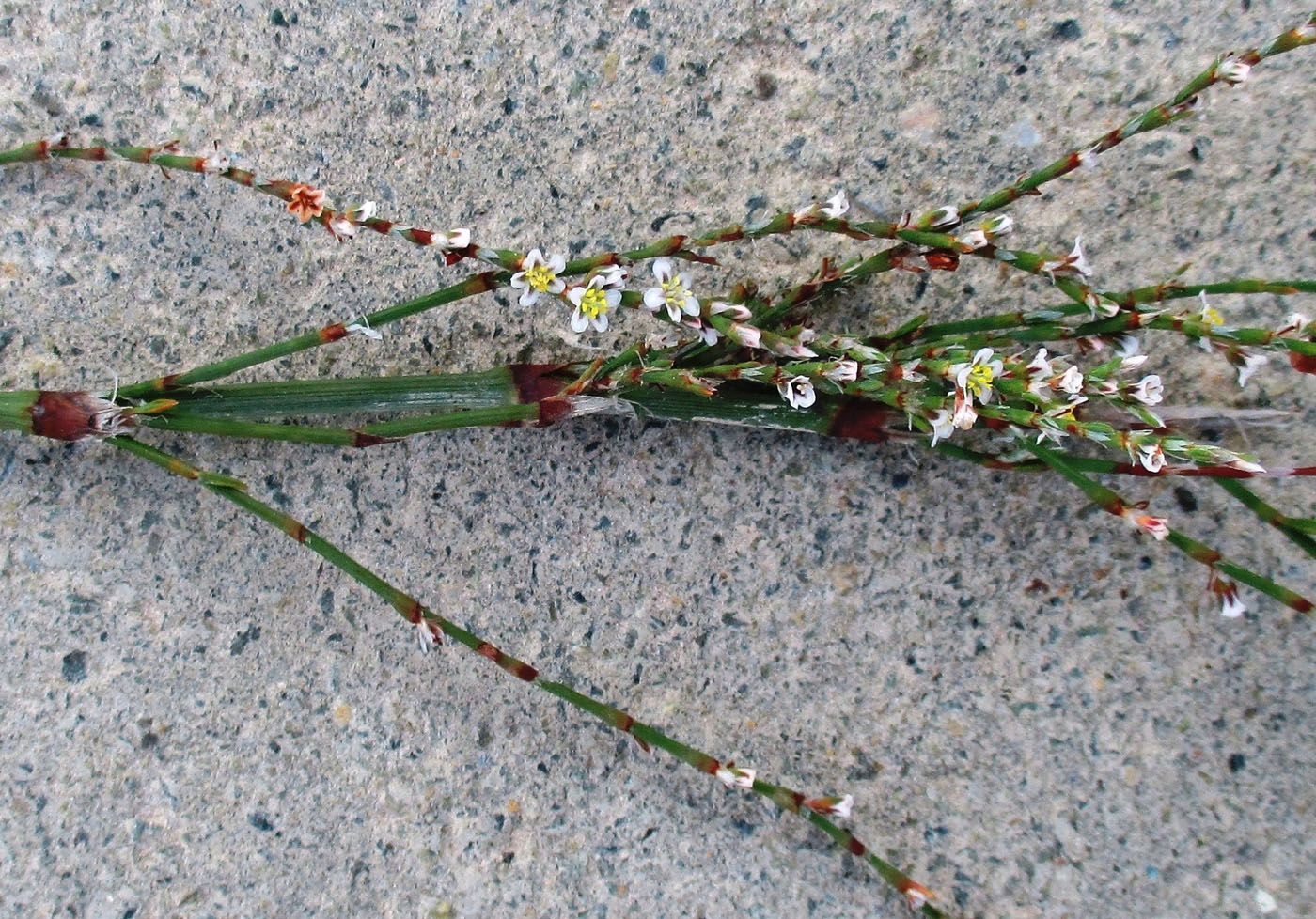 Image of Polygonum equisetiforme specimen.