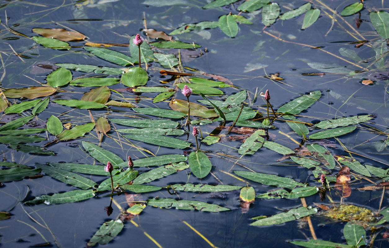 Image of Persicaria amphibia specimen.