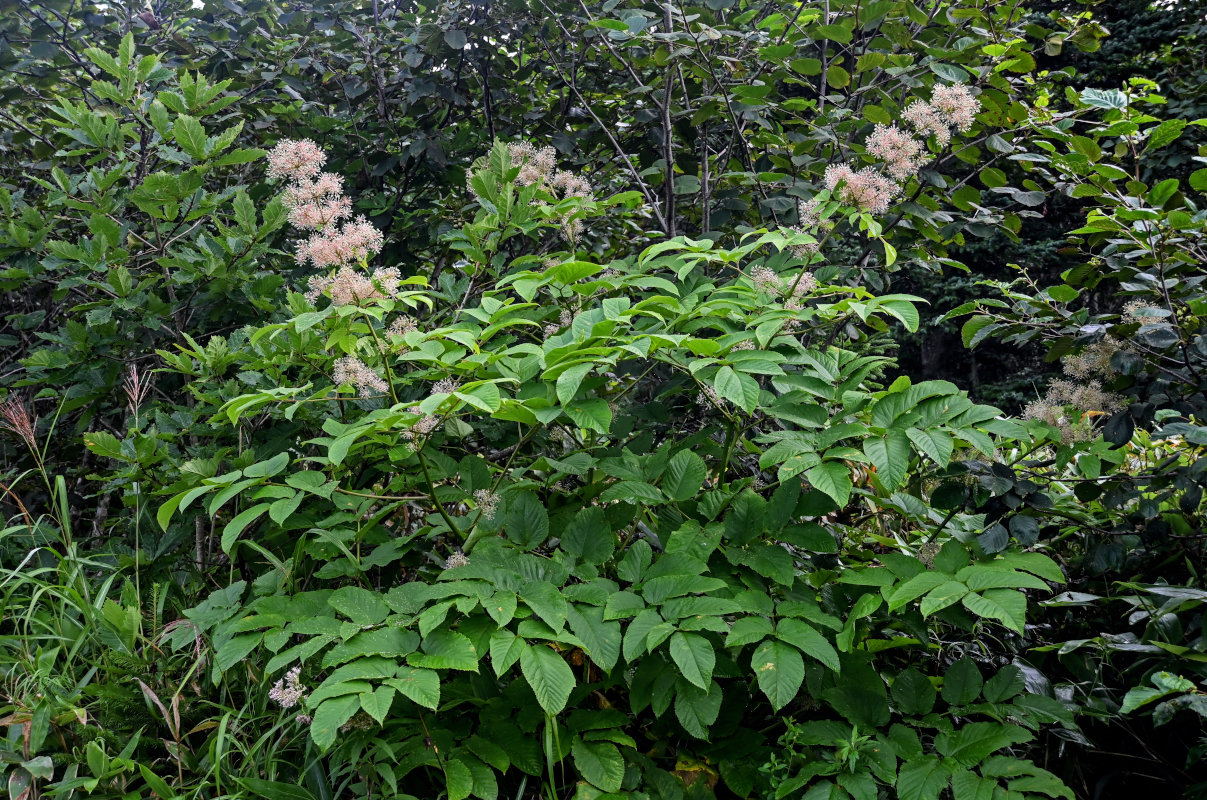 Изображение особи Aralia cordata.