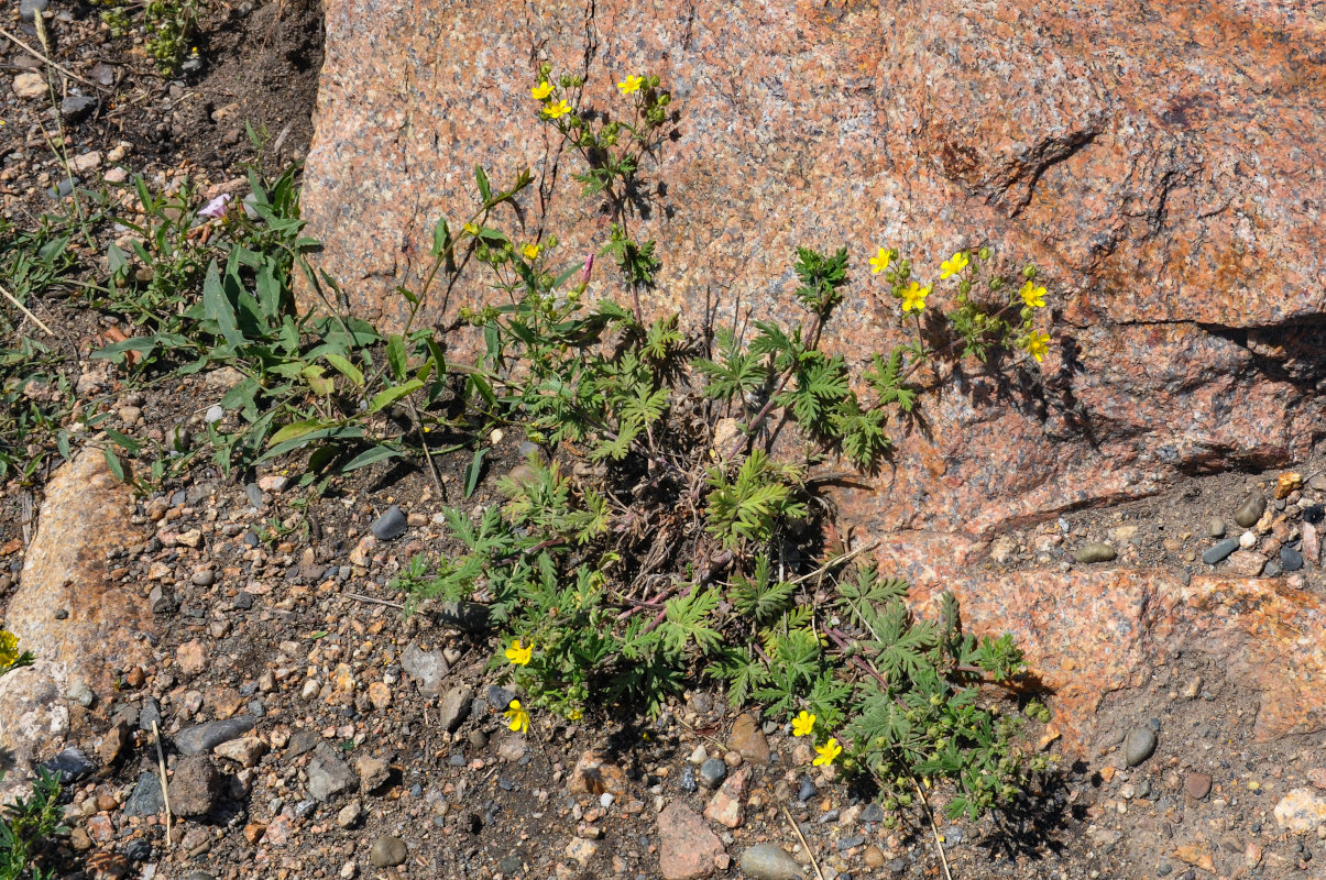 Изображение особи род Potentilla.