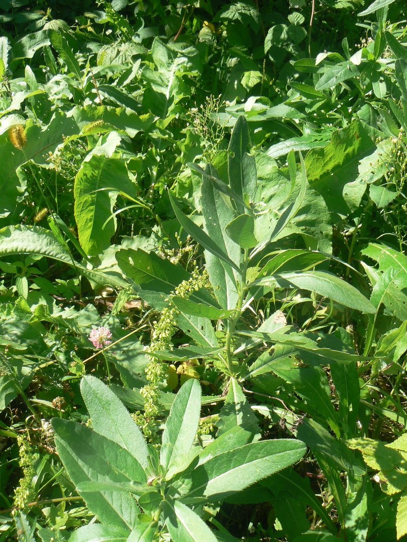 Image of Cirsium setosum specimen.